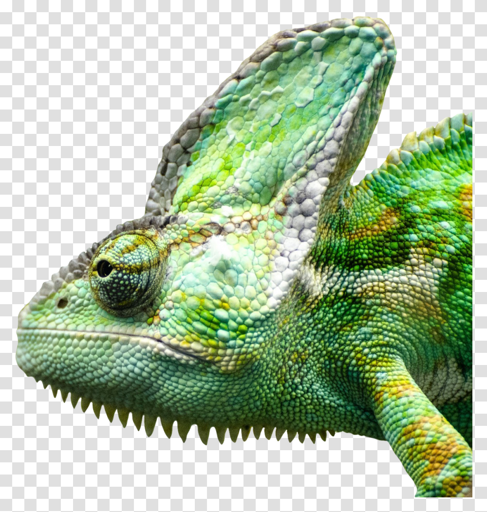 Download Iguana Face Image For Free Ejemplo De Animales Insectvoros, Snake, Reptile, Lizard, Green Lizard Transparent Png