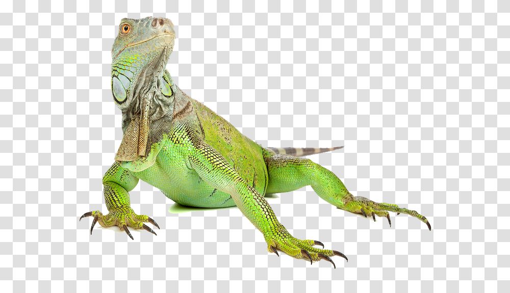 Download Iguana Image Iguana, Lizard, Reptile, Animal, Green Lizard Transparent Png