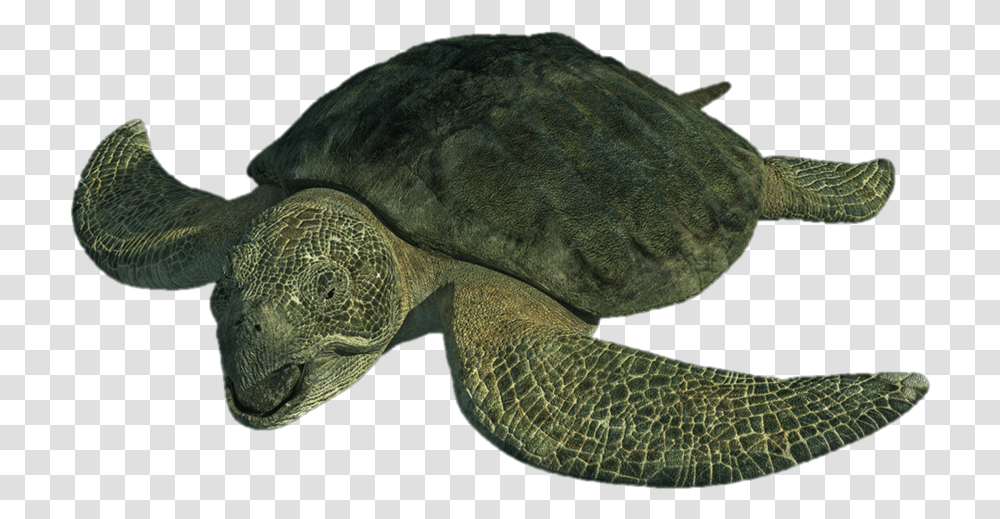 Download Image Archelon, Turtle, Reptile, Sea Life, Animal Transparent Png