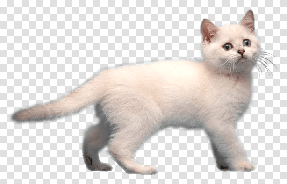 Download Image Frostkitirl Animal Jam Background White Cat, Pet, Mammal, Siamese, Manx Transparent Png