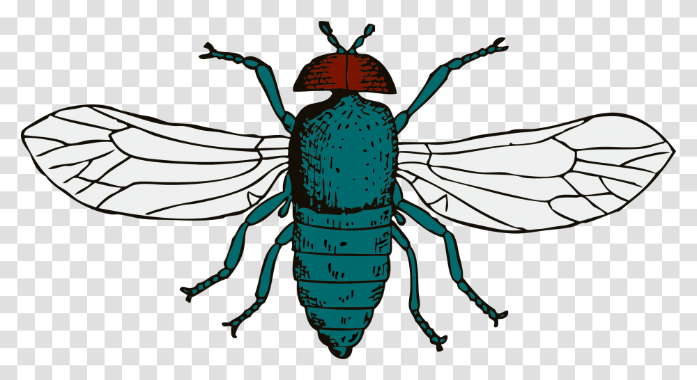 Download Image Report Bluebottle Fly Clipart, Insect, Invertebrate, Animal, Wasp Transparent Png