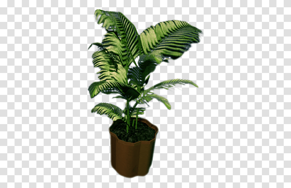 Download Image Rising Small Fern Full, Plant, Leaf, Tree, Green Transparent Png