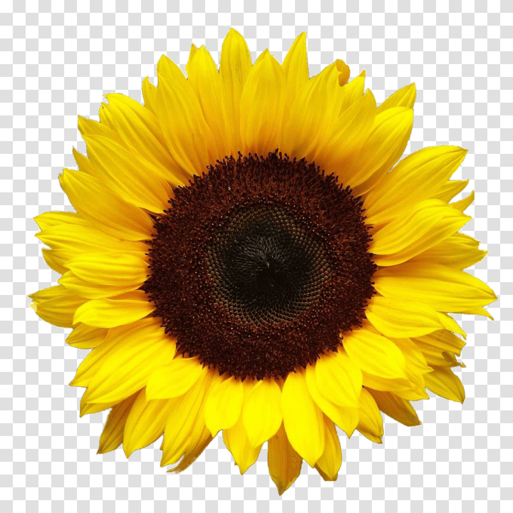 Download Image Sunflower, Plant, Blossom Transparent Png