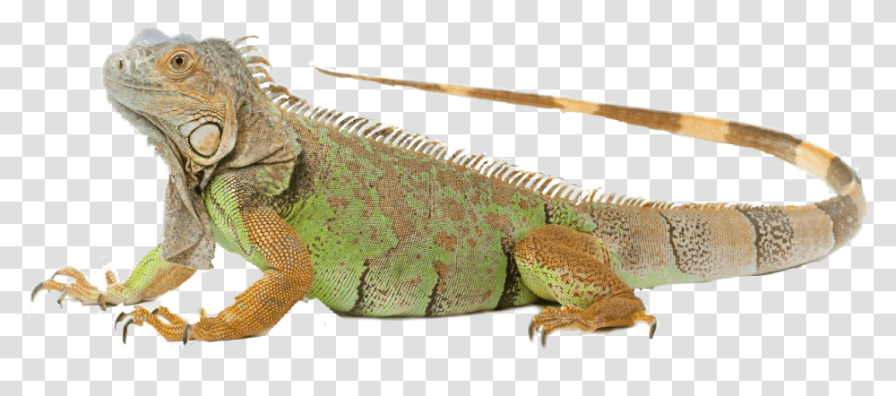 Download Imagenes Iguana Image With Iguana, Lizard, Reptile, Animal, Snake Transparent Png