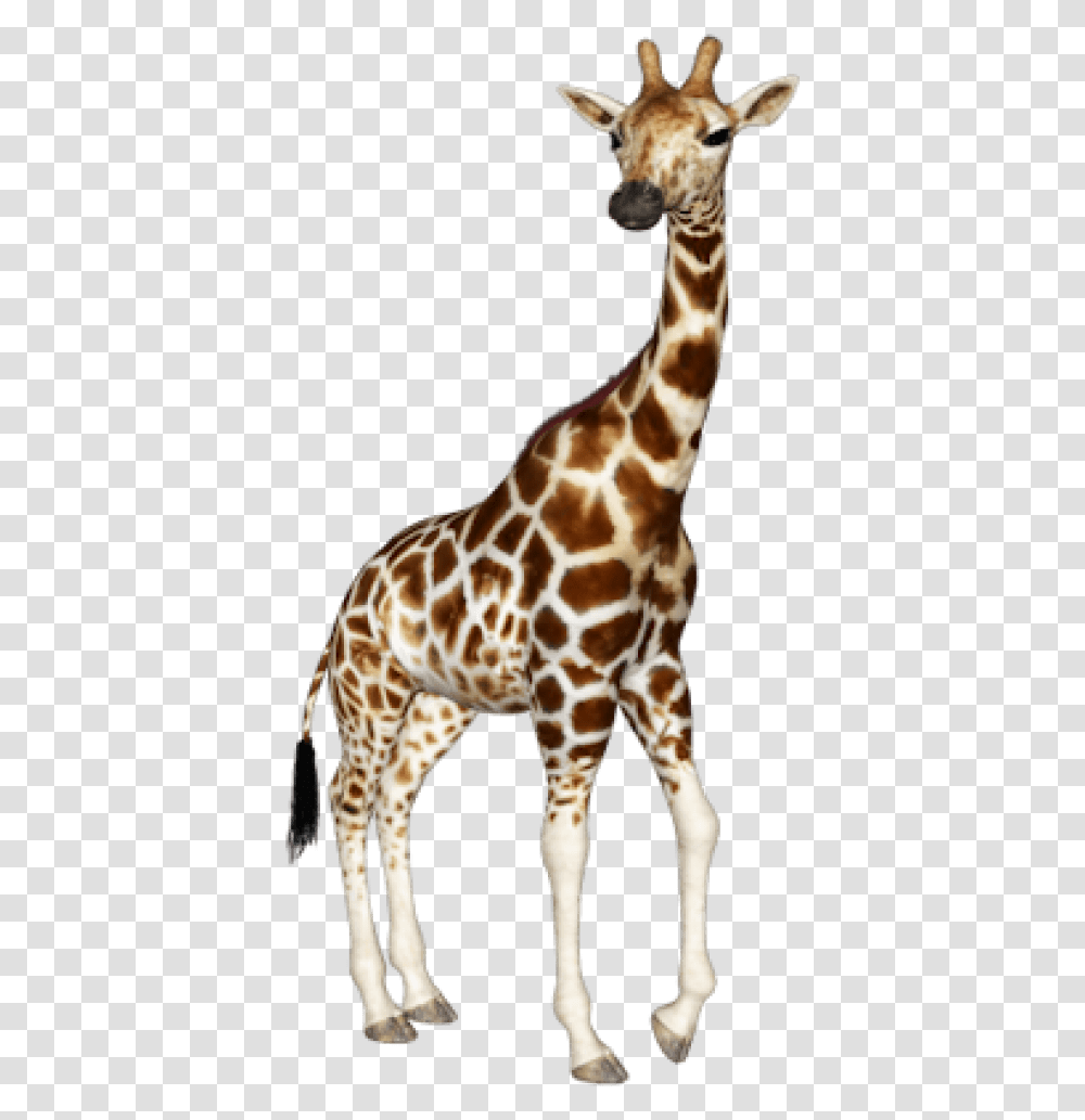 Download Images Background Toppng Giraffe, Wildlife, Mammal, Animal Transparent Png