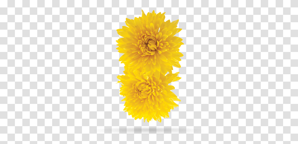 Download Indian Chrysanthemum Indian Chrysanthemum Flower, Plant, Petal, Dandelion, Floral Design Transparent Png