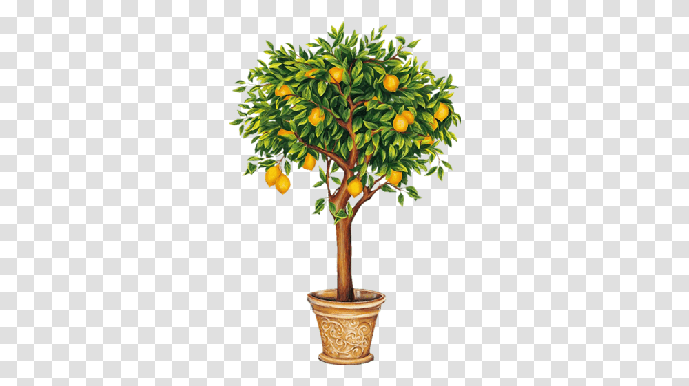 Download Indoor Citrus And Fruit Trees Lemon Tree Drawing Lemon Tree, Plant, Food, Citrus Fruit, Produce Transparent Png