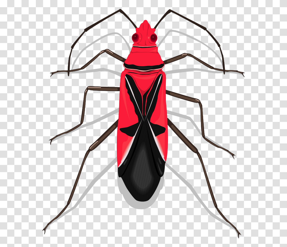 Download Insect Clipart Orange Bug Insects Hd Insects, Invertebrate, Animal, Bow, Firefly Transparent Png