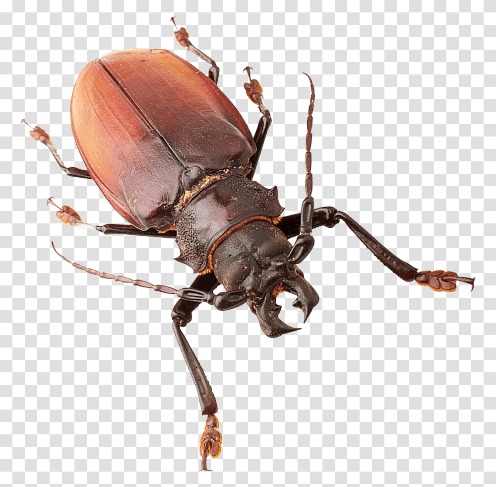 Download Insect Image For Free Insects, Invertebrate, Animal, Spider, Arachnid Transparent Png