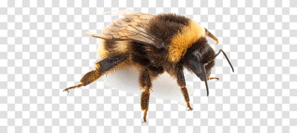 Download Insect Pic For Designing Projects Bumblebee Insect, Apidae, Invertebrate, Animal, Bird Transparent Png