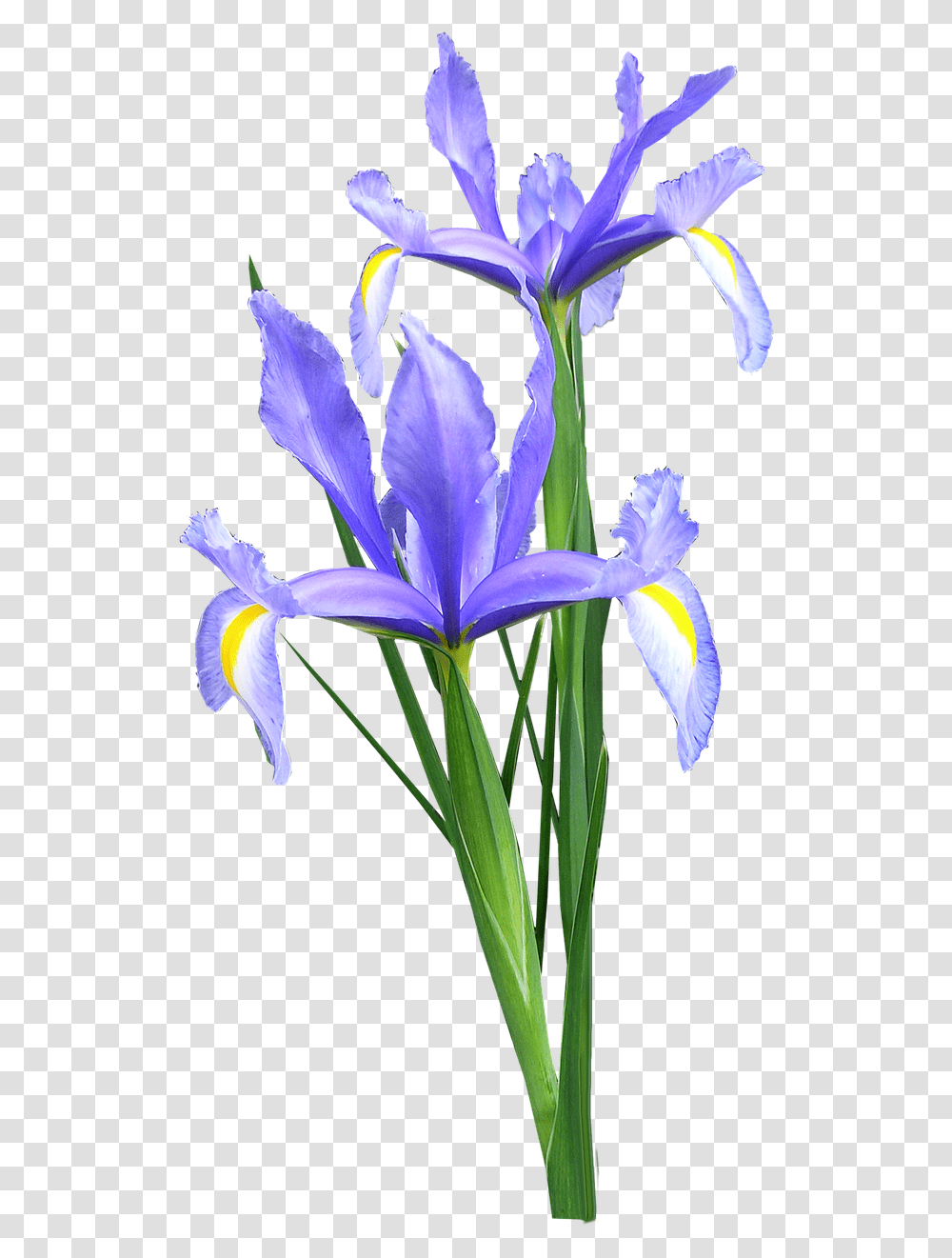 Download Iris Dutch Flowers Bunga Iris Image With Iris Flower, Plant, Blossom, Petal, Purple Transparent Png