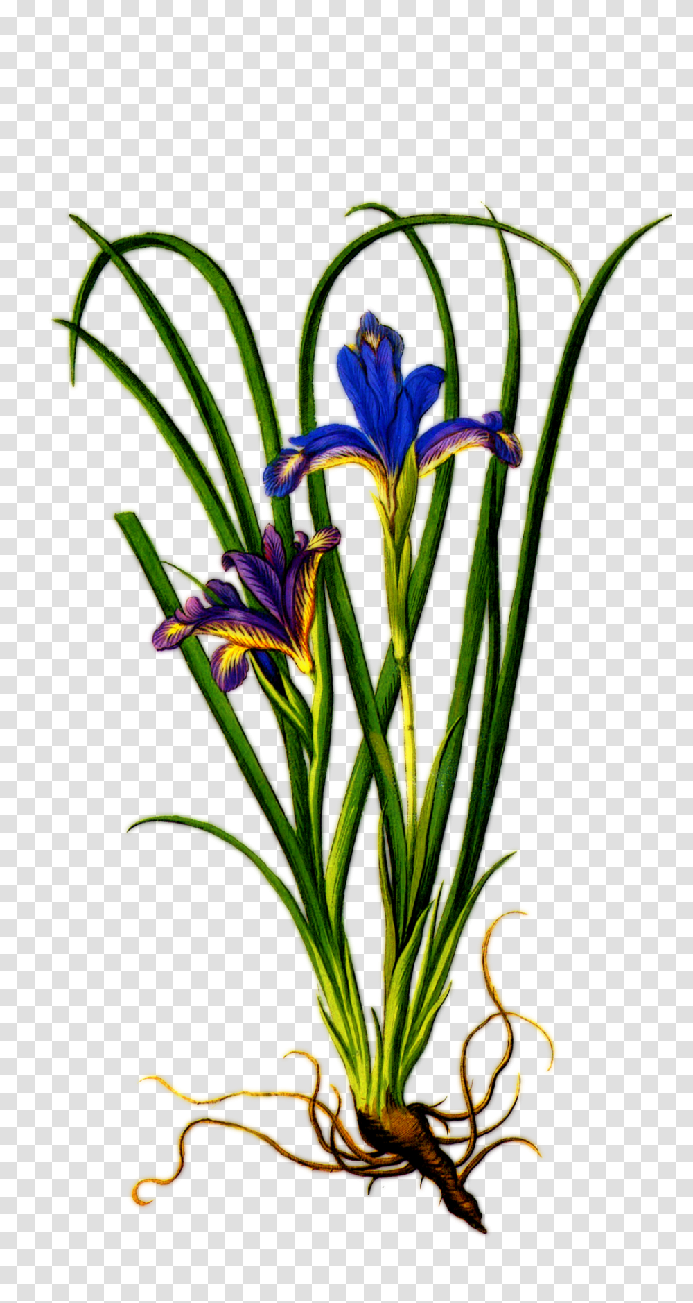 Download Iris Flower Clipart Iris Flower With Roots, Plant, Blossom, Flower Arrangement, Pineapple Transparent Png