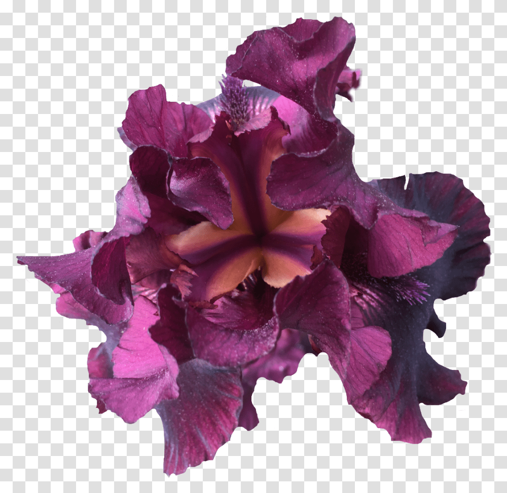 Download Iris Nature Purple Flower Exlineiris Beautiful Cattleya Orchids, Plant, Blossom, Petal, Geranium Transparent Png