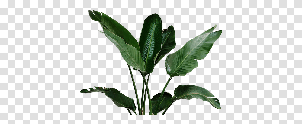 Download Irrigation Leaf Garden Leaves Watering Plant Real Tropical Leaves, Green, Tree, Flower, Blossom Transparent Png