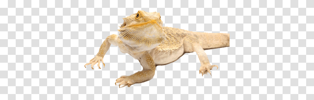 Download Is A Bearded Dragon Right For Bearded Dragon Care Sheet, Reptile, Animal, Lizard, Iguana Transparent Png