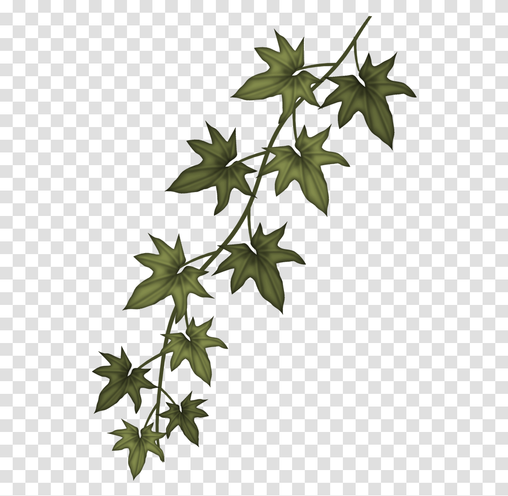 Download Ivy Clip Art Free Sizzix Garden Greens Thinlits Ivy Branch, Leaf, Plant, Flower, Apiaceae Transparent Png