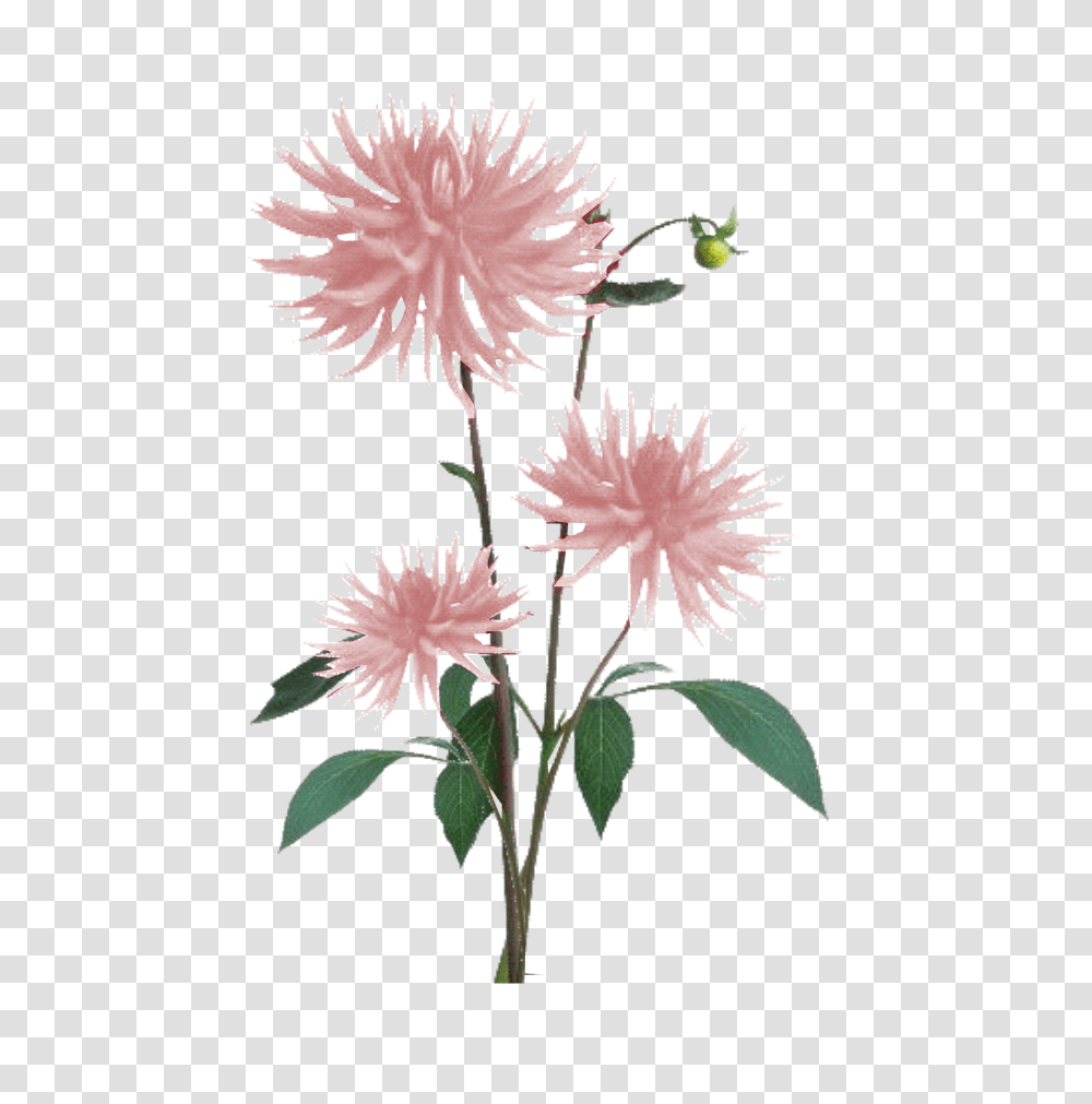 Download Jacey Light Pink Dahila Plant Texture White Flower Texture, Blossom, Carnation, Petal Transparent Png