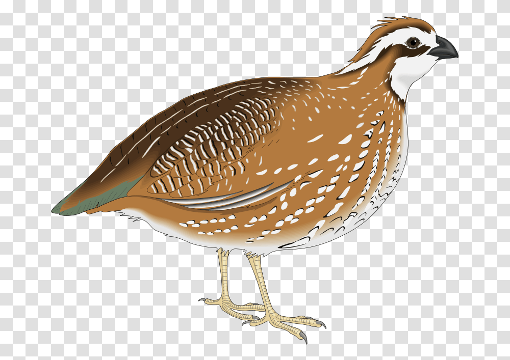 Download Kaadai Bird Quail Clipart, Partridge, Animal, Beak Transparent Png