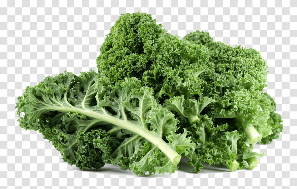 Download Kale File For Designing Project Kale Vegetable, Cabbage, Plant, Food Transparent Png