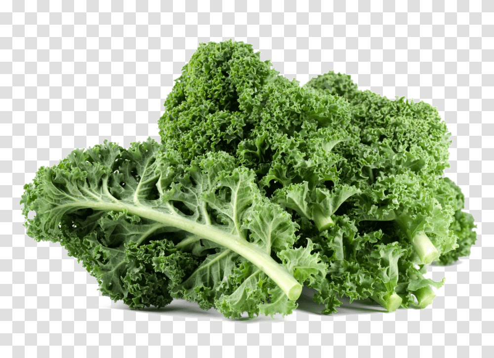 Download Kale File Kale, Cabbage, Vegetable, Plant, Food Transparent Png