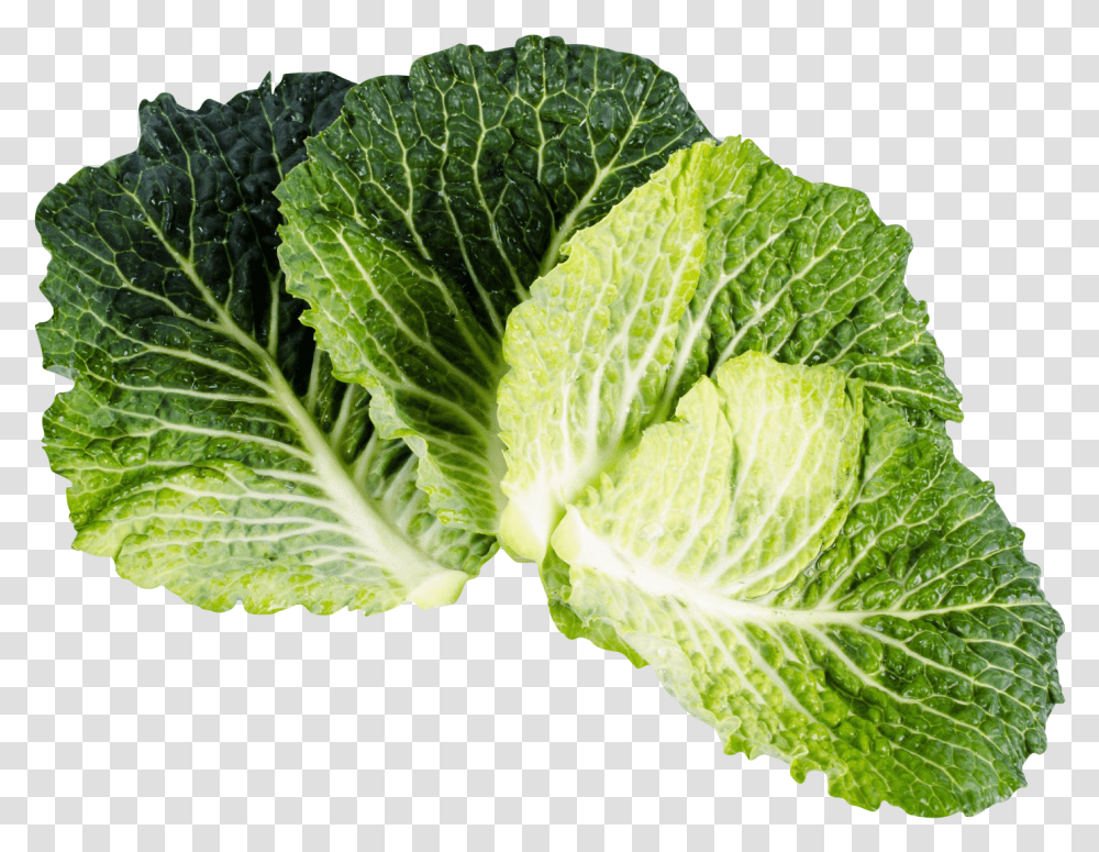 Download Kale Image For Free Kale Isolated, Plant, Vegetable, Food, Cabbage Transparent Png