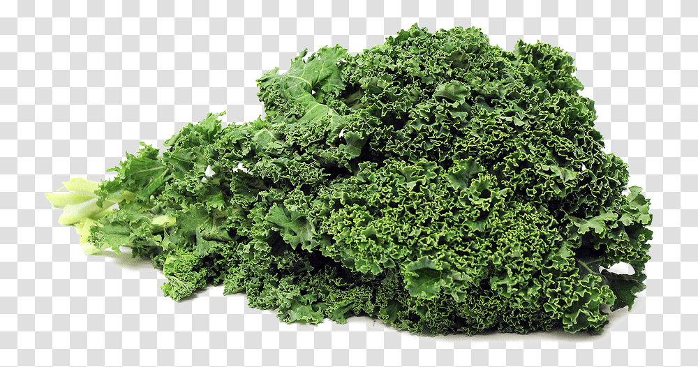 Download Kale Photos Kale, Cabbage, Vegetable, Plant, Food Transparent Png