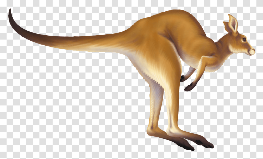 Download Kangaroo Animation Kangaroo Clipart Gif, Animal, Mammal, Wildlife, Fox Transparent Png