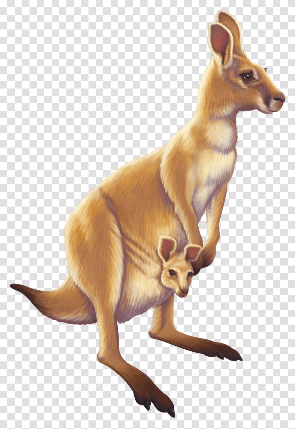 Download Kangaroo Australia Animal Free Image Hd Animals, Mammal, Wallaby, Dog, Pet Transparent Png