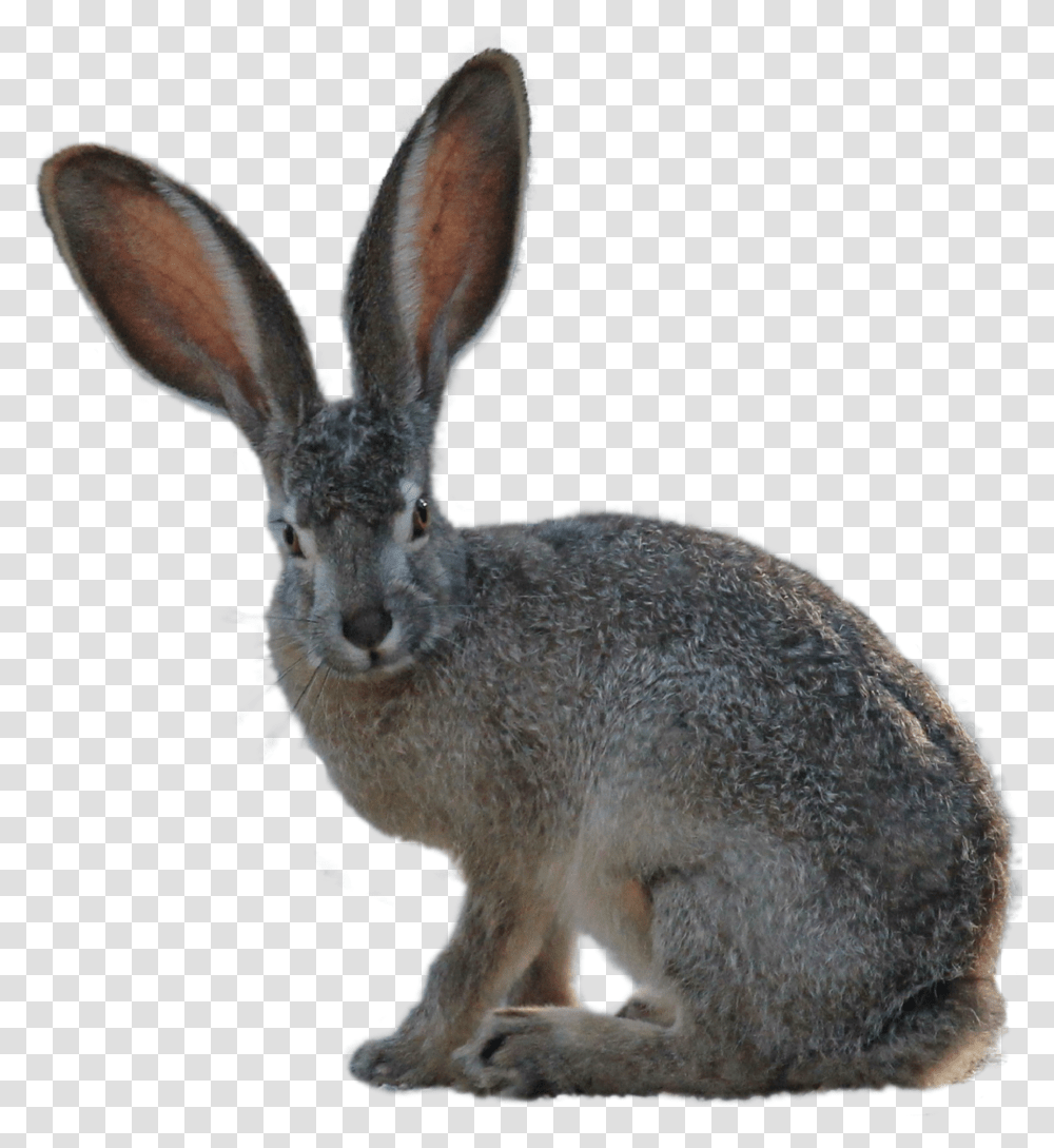 Download Kangaroo Image For Free Hare Transparent Png