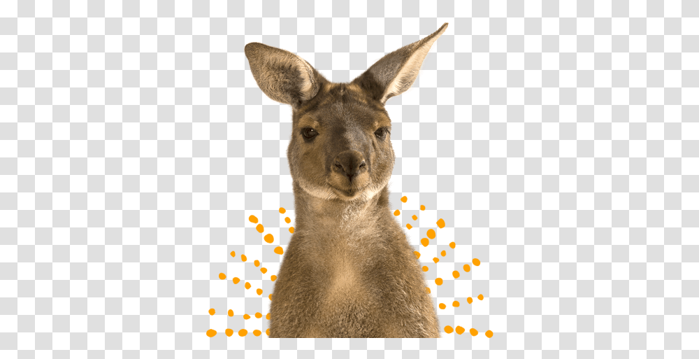 Download Kangaroo Image With No Kangaroo Face, Mammal, Animal, Wallaby, Giraffe Transparent Png