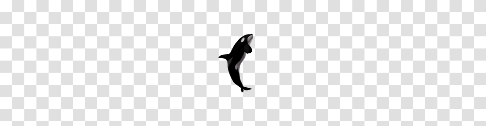 Download Killer Whale Free Photo Images And Clipart Freepngimg, Animal, Penguin, Bird, Person Transparent Png