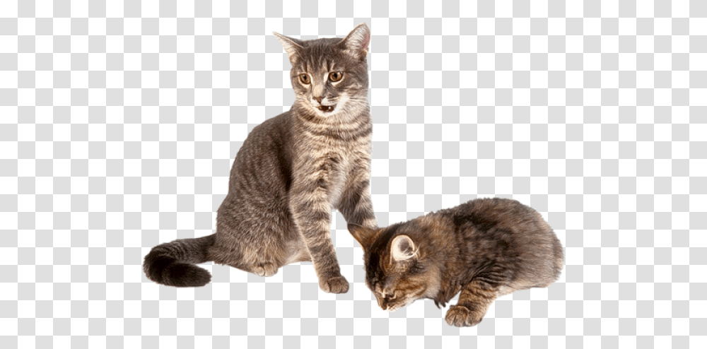 Download Kitten Background Background Cat And Kitten, Manx, Pet, Mammal, Animal Transparent Png