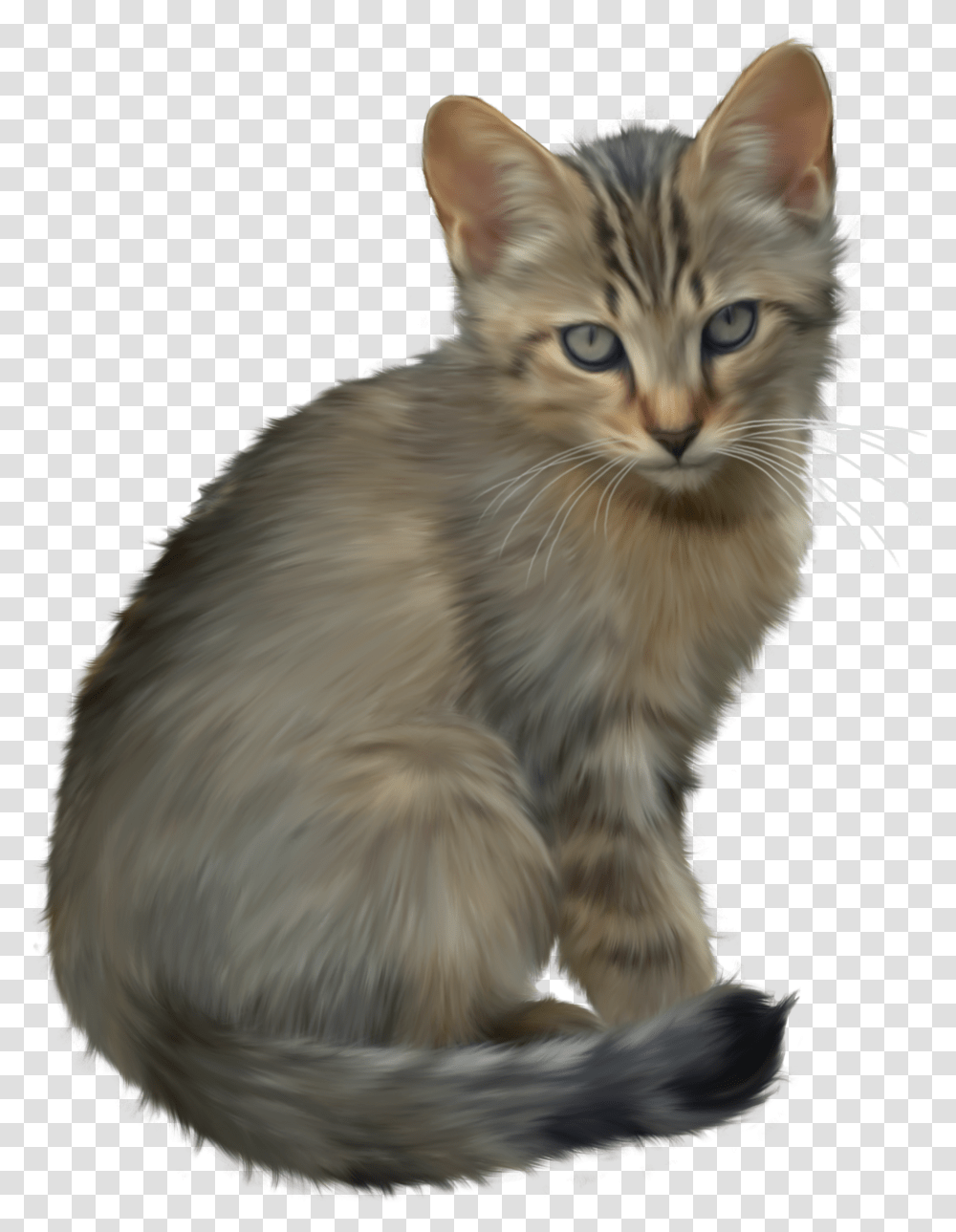 Download Kitten Background, Cat, Pet, Mammal, Animal Transparent Png
