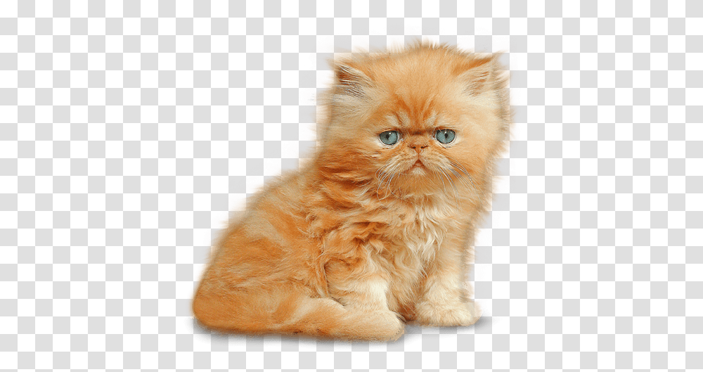 Download Kitten Image Persian Kitten, Cat, Pet, Mammal, Animal Transparent Png