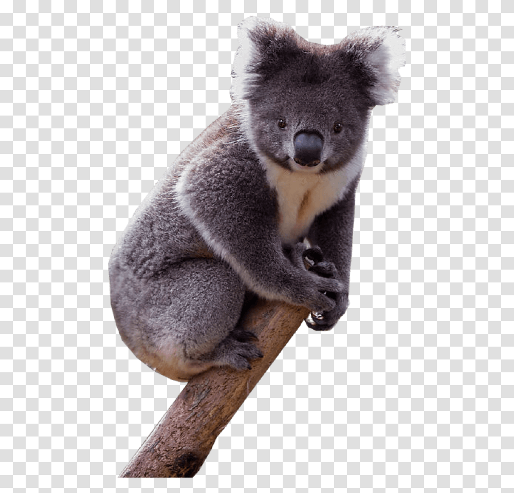 Download Koala Images Backgrounds Background Koala, Wildlife, Animal, Mammal, Giant Panda Transparent Png
