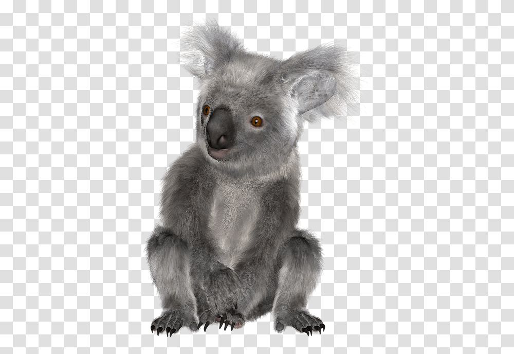Download Koala Images Backgrounds Koala, Mammal, Animal, Bear, Wildlife Transparent Png