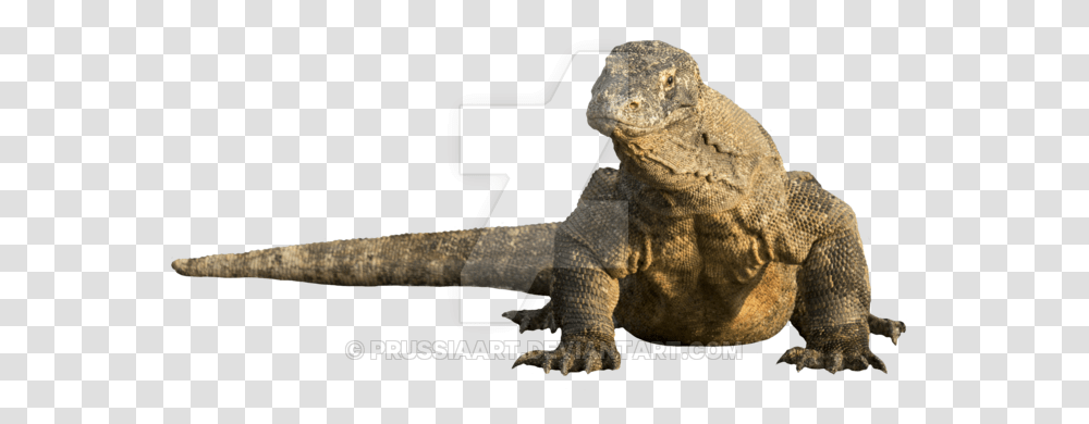 Download Komodo Dragon Background, Animal, Iguana, Lizard, Reptile Transparent Png