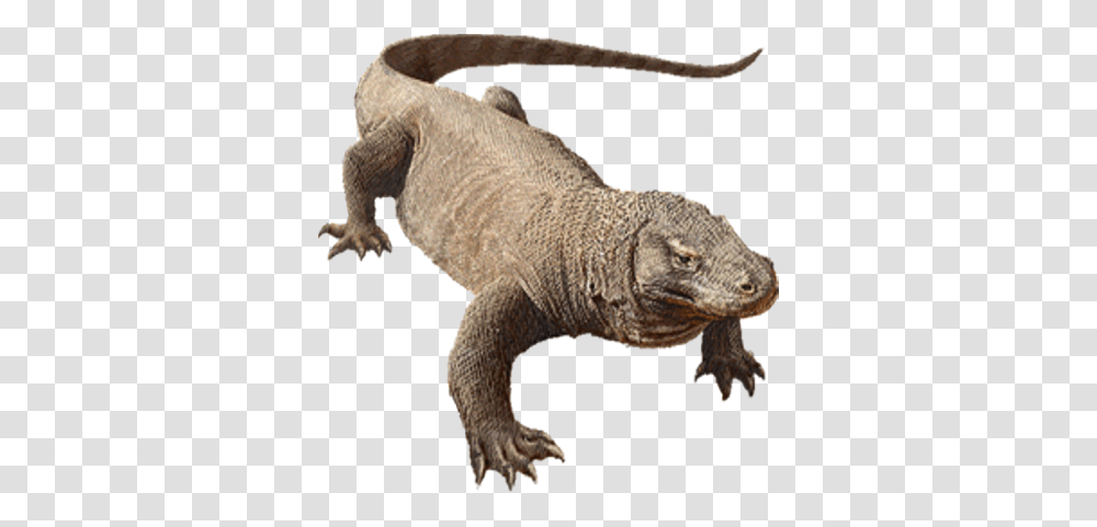 Download Komodo Dragon Image Komodo Dragon Background, Reptile, Animal, Lizard, Dinosaur Transparent Png