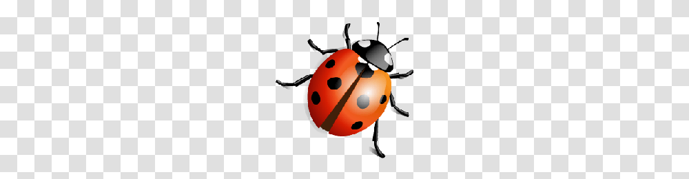Download Ladybug Free Photo Images And Clipart Freepngimg, Insect, Invertebrate, Animal, Snowman Transparent Png