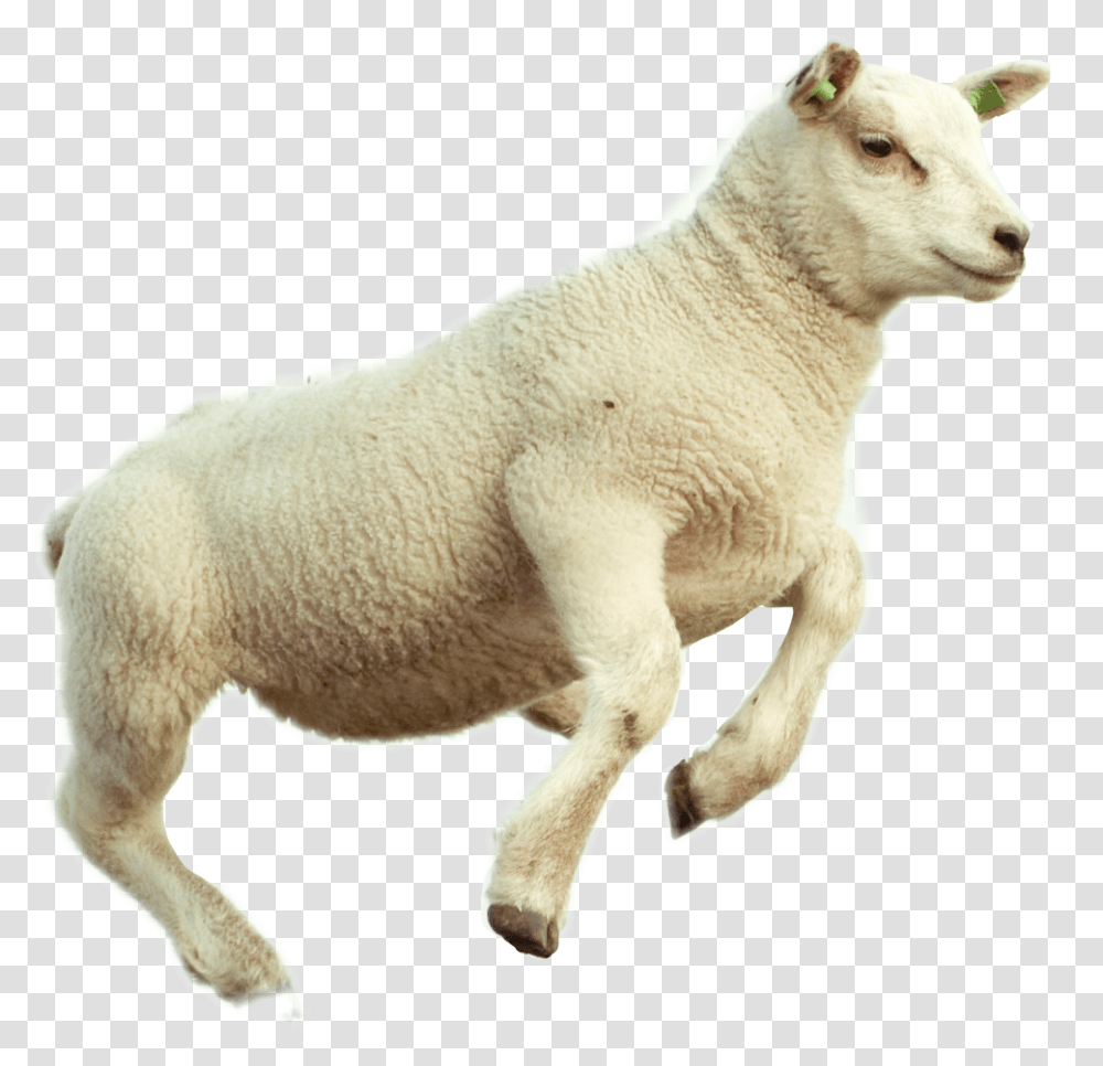 Download Lamb Image With No Sheep Jump, Mammal, Animal, Wildlife, Goat Transparent Png