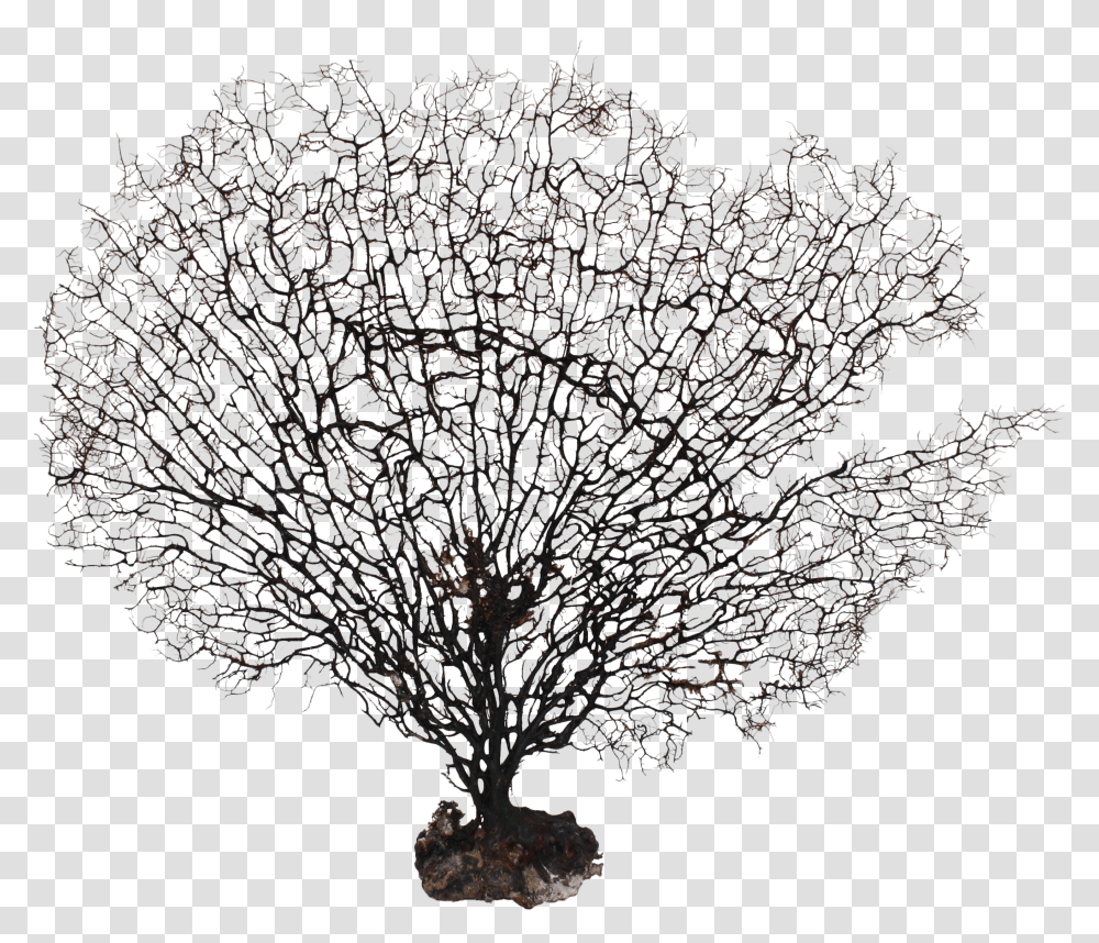 Download Large Natural Sea Fan Coral Sea Fan Coral Tree In Winter Drawing Transparent Png