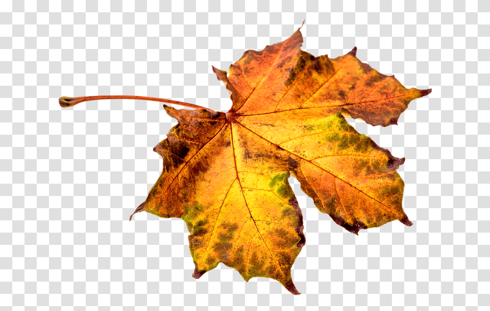 Download Leaf Clipart Leaf Autumn, Plant, Tree, Maple, Bonfire Transparent Png