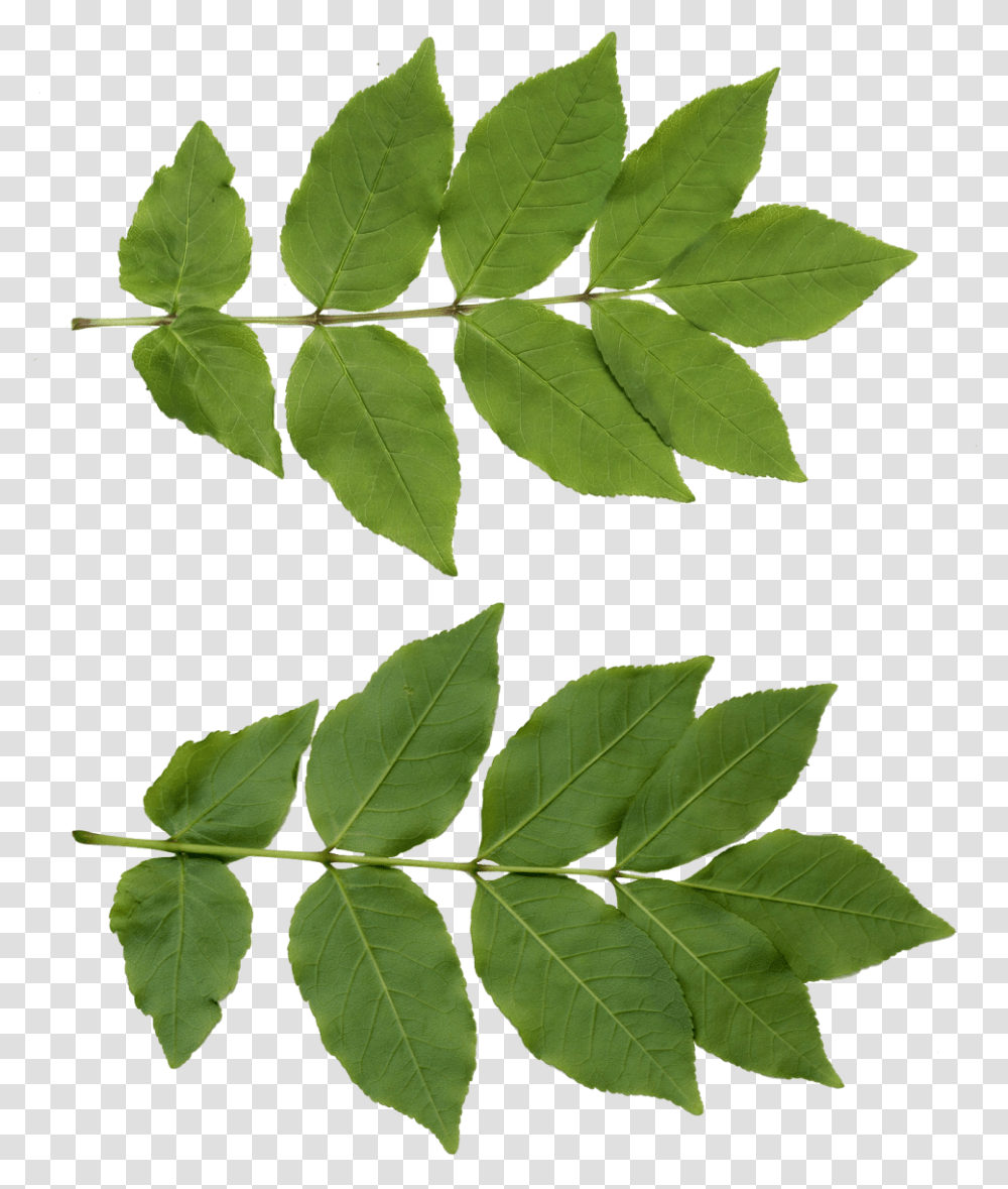 Download Leaf Free Download For Designing Use, Plant, Tree, Maple Leaf, Ivy Transparent Png