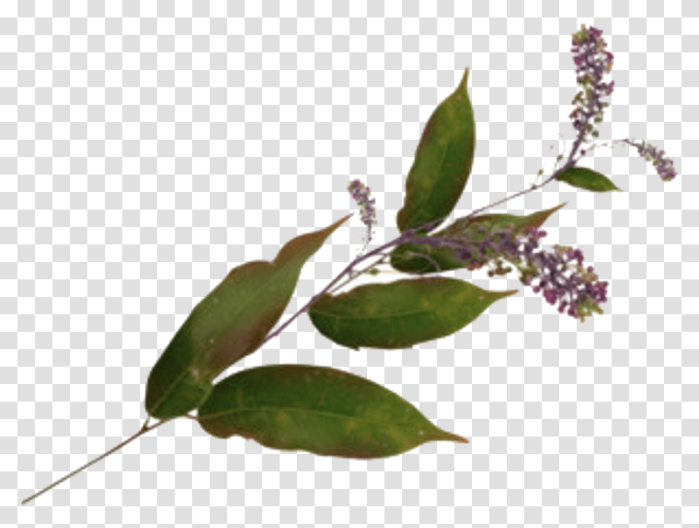 Download Leave Leaves Flower Plant Aesthetic Vintage Green Leaf Aesthetic, Bush, Vegetation, Bud, Sprout Transparent Png