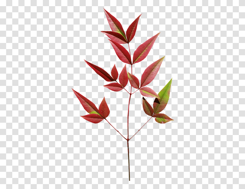 Download Leaves Bamboo Autumn Plant Leaves Bamboo, Leaf, Maple Leaf, Tree, Flower Transparent Png