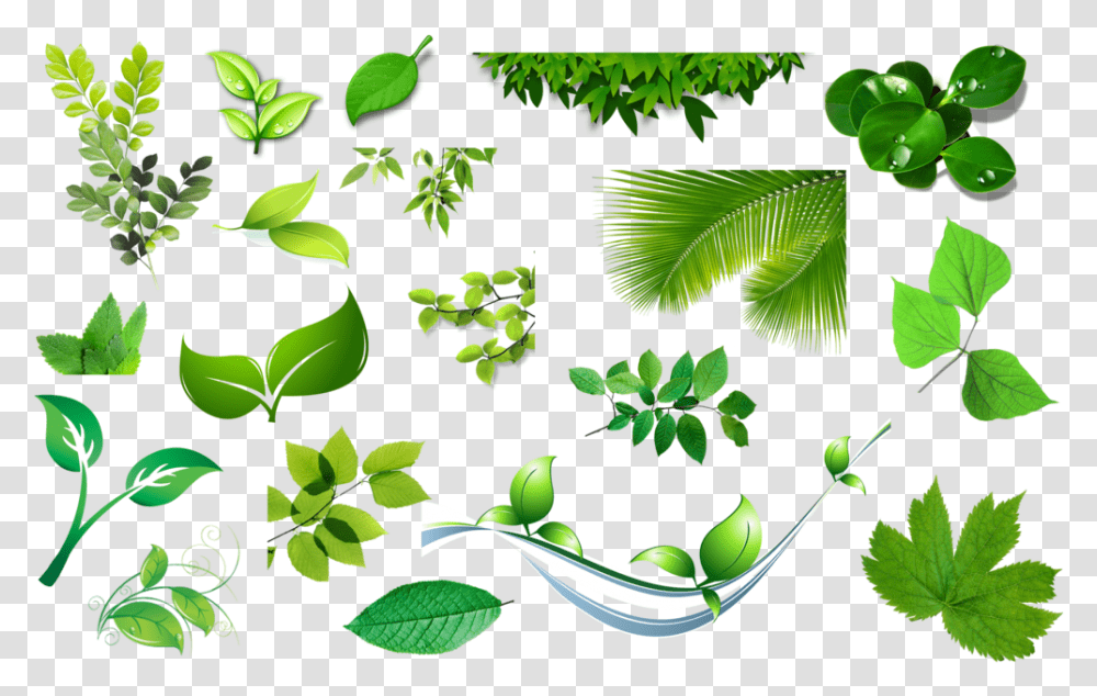 Download Leaves Bell Leaves, Vegetation, Plant, Green, Rainforest Transparent Png