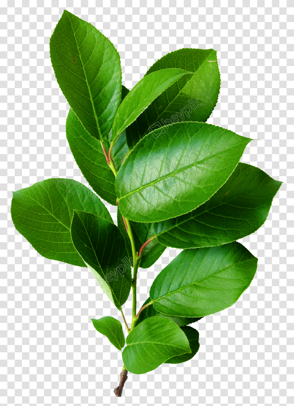 Download Leaves Brunch Tree Green Color Hd De Hojas Verdes, Leaf, Plant, Flower, Blossom Transparent Png