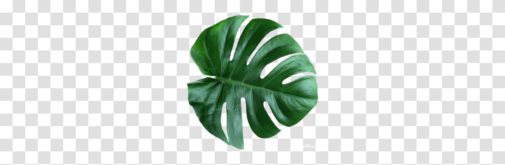 Download Leaves Clipart Swiss Cheese Plant Leaf Plants, Flower, Blossom, Fern, Veins Transparent Png