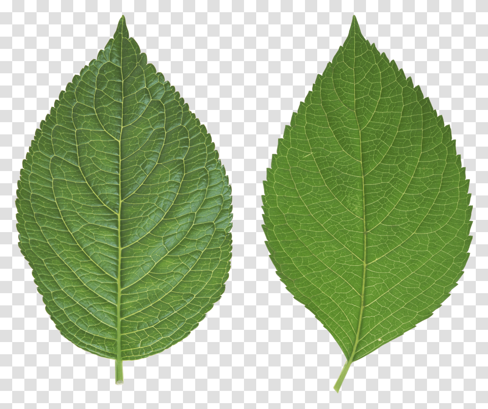 Download Leaves Free Image And Clipart Leaf Real Transparent Png