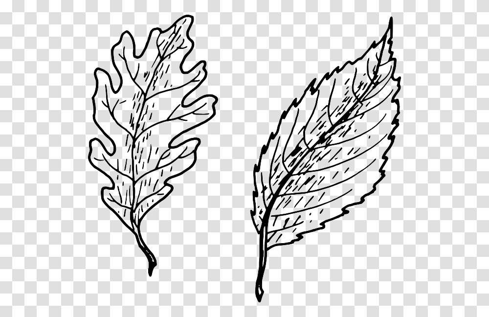 Download Leaves Simple Clipart Pinnation Leaf Shape Leaf Tree, Plant, Seed, Grain, Produce Transparent Png